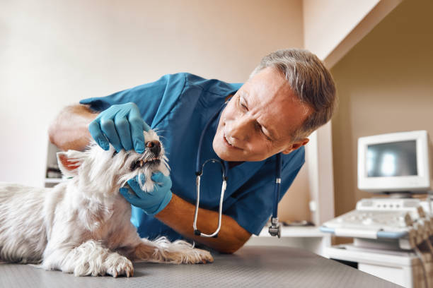 Best Emergency Dentist Near Me  in Rossville, MD